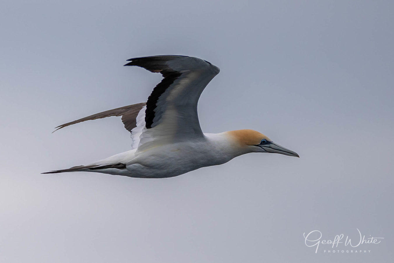 Colour Print - "Australasian Gannet" (0402) Print for sale Australasian gannet