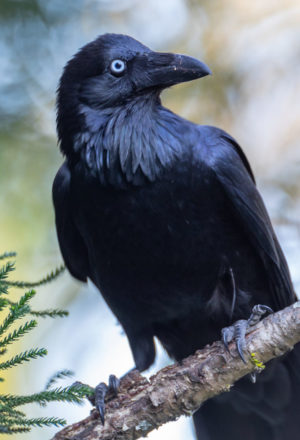 Australian Raven
