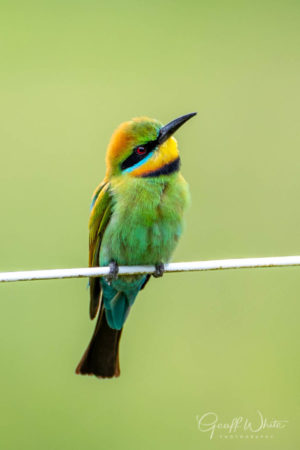 Rainbow bee-eater