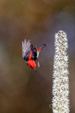 Scarlet Honeyeater