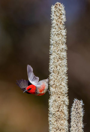 Scarlet Honeyeater