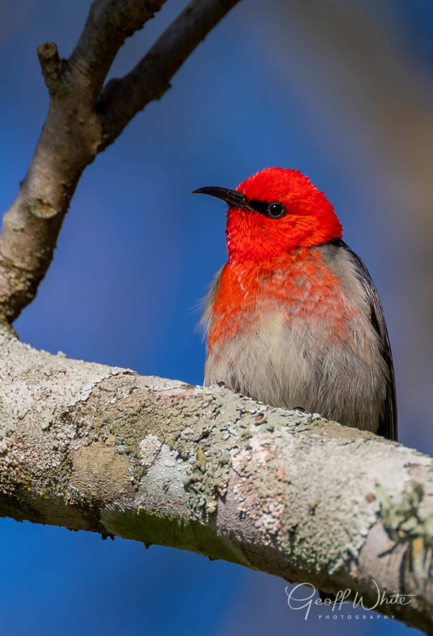 Colour Print - "Scarlet Honeyeater" (5210) Print for sale Scarlet Honeyeater