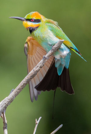 Rainbow bee-eater