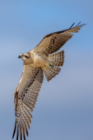 Eastern Osprey Print for Sale