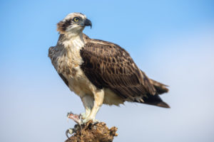 Eastern Osprey Print for Sale 0188