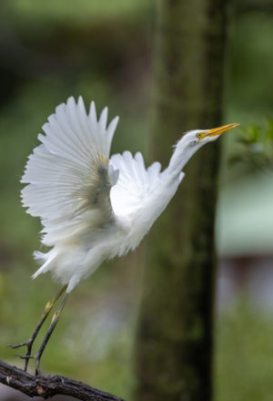 Cattle egret