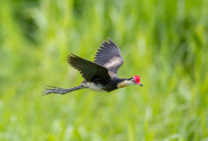 Comb-crested jacana