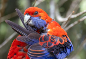 Crimson Rosella Print for Sale 9208