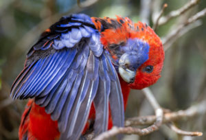 Crimson Rosella Print for Sale 9216