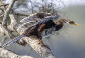 Australasian Darter