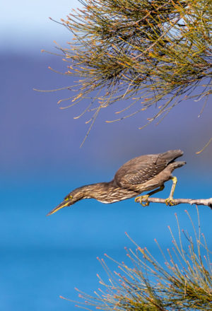 Striated heron