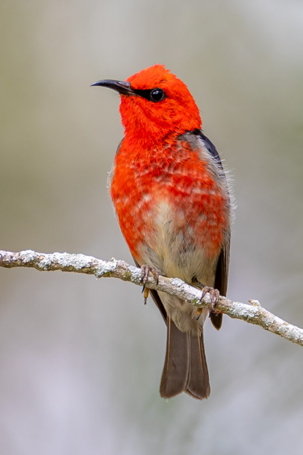 Colour Print - "Scarlet Honeyeater" (1123) Print for sale Scarlet honeyeater