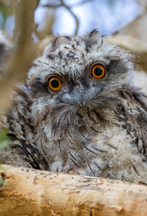 Tawny Frogmouth
