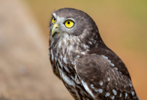 Barking Owl