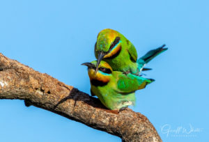 Rainbow bee-eater