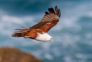 Brahminy Kite