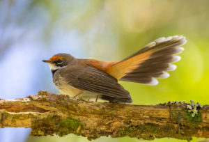 Rufous fantail