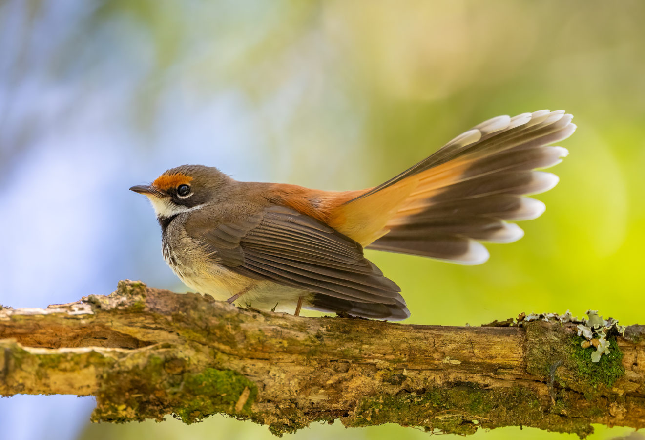 Colour Print - "Rufous Fantail" (7243) Print for sale Rufous fantail
