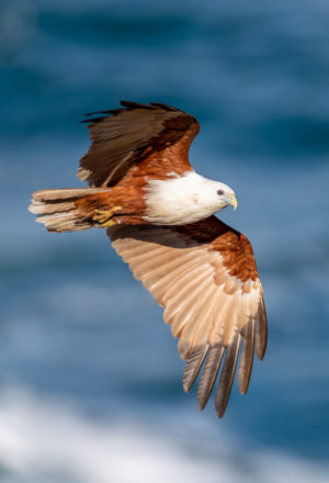 Brahminy kite
