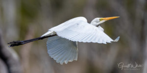 Great egret