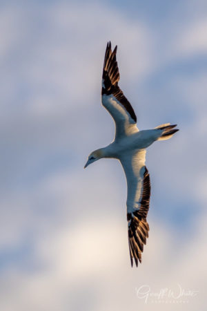 Australasian gannet