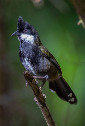 Eastern Whipbird