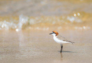 Red-capped Plover