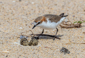 Colour Print - "Red-capped plover" (8063)