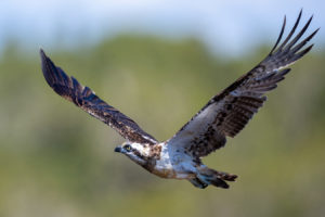 Eastern Osprey Print for Sale 1166