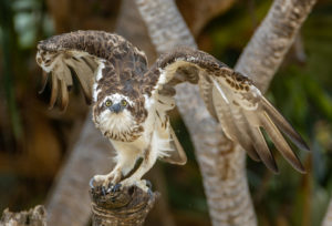 Eastern Osprey Print for Sale 2197