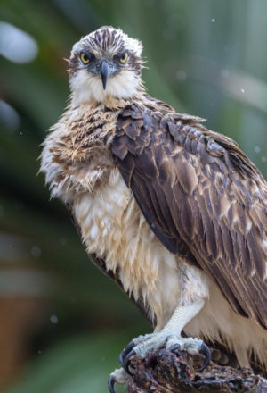 Eastern Osprey Print for Sale 4920
