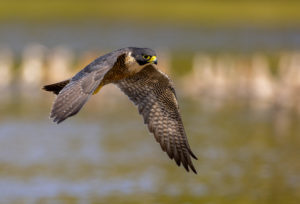 Peregrine Falcon Print for Sale 6834