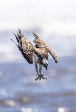 Eastern Osprey Print for Sale 9657