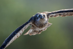 Eastern Osprey Print for Sale 9771