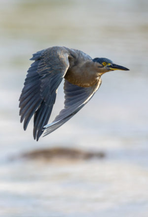 Striated Heron Print for Sale 5468