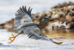 Striated Heron Print for Sale 8132