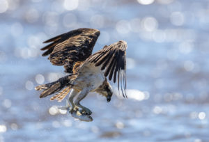 Eastern Osprey Print for Sale 9689