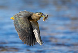 Striated Heron Print for Sale 7922