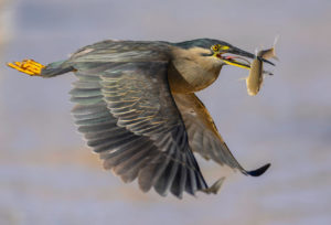 Striated Heron Print for Sale 7965