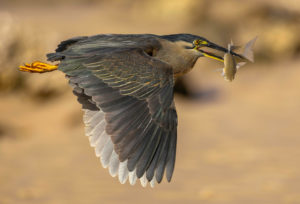 Striated heron Print for Sale 7977