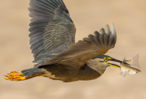 Striated heron Print for Sale 7991