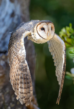 Masked Owl Print for Sale 2805