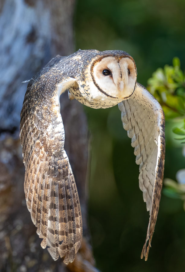Masked Owl Print for Sale 2805 Print for sale Masked Owl Print for Sale 2805