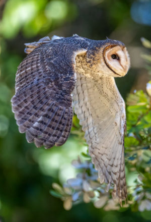 Masked Owl Print for Sale 5940
