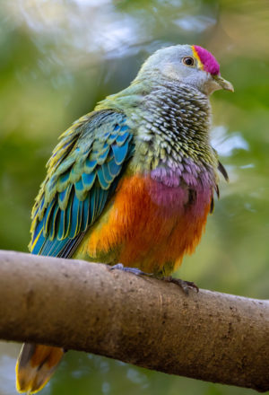 Rose-crowned fruit-dove Print for Sale 6259