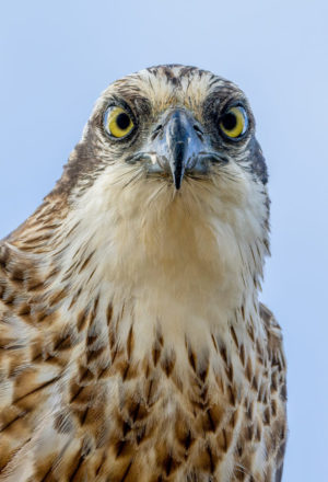 Eastern Osprey Print for Sale 8759