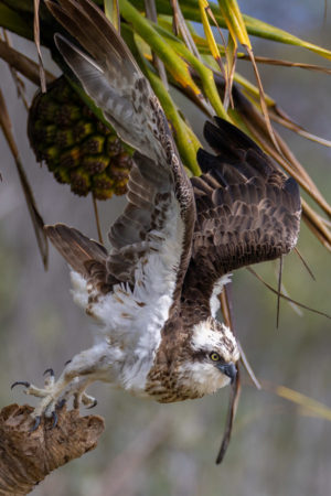 Eastern Osprey Print for Sale 9102