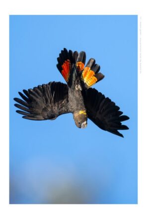 Glossy-black Cockatoo
