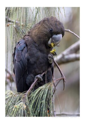 Glossy-black Cockatoo