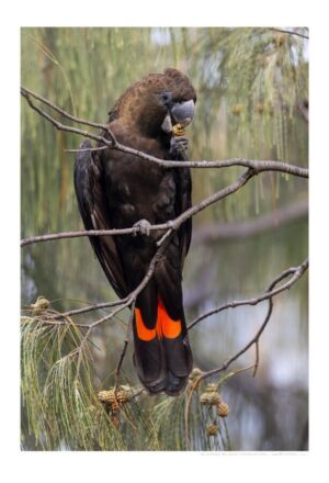 Glossy-black Cockatoo
